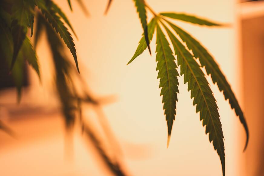 CBD